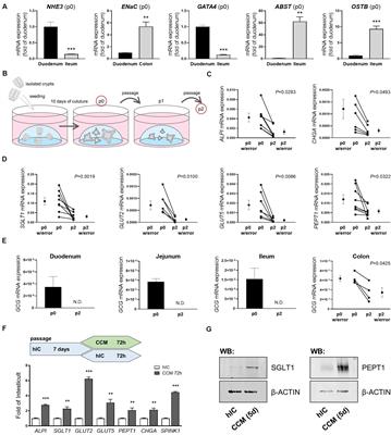 Organoids to Study Intestinal Nutrient Transport, Drug Uptake and Metabolism – Update to the Human Model and Expansion of Applications